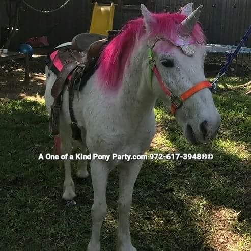 Zoo «A One of A Kind Pony Party», reviews and photos, 912 Bells Chapel Cir, Waxahachie, TX 75165, USA