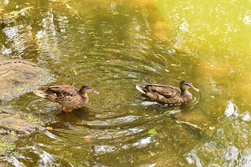 Movie Theater «Alpine Cinema», reviews and photos, 6817 5th Ave, Brooklyn, NY 11220, USA