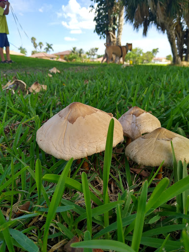 Country Club «Country Club of Miami», reviews and photos, 6801 NW 186th St, Hialeah, FL 33015, USA