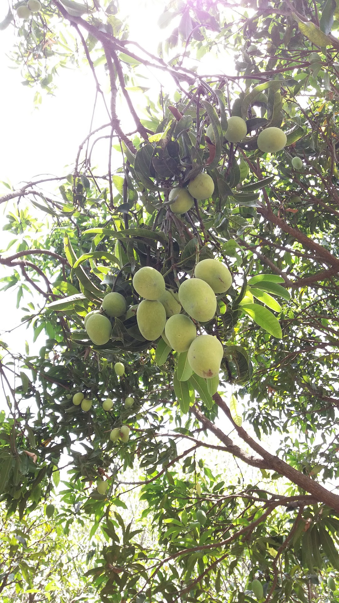 डा.तिवारी की बगिया