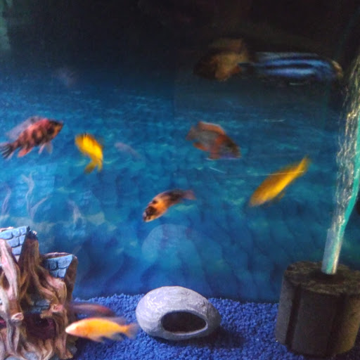Tropical Fish Store «Blue Reef Aquatics», reviews and photos, 5960 Losee Rd, North Las Vegas, NV 89081, USA