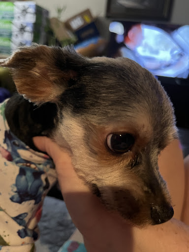 Pet Supply Store «PetSmart», reviews and photos, 466 S Watson Rd, Buckeye, AZ 85326, USA