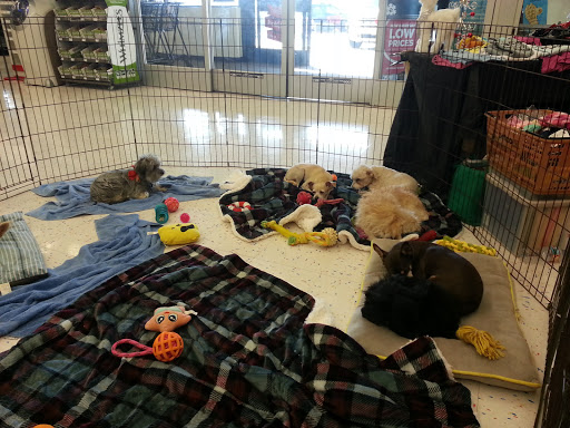 Petco Dog Training image