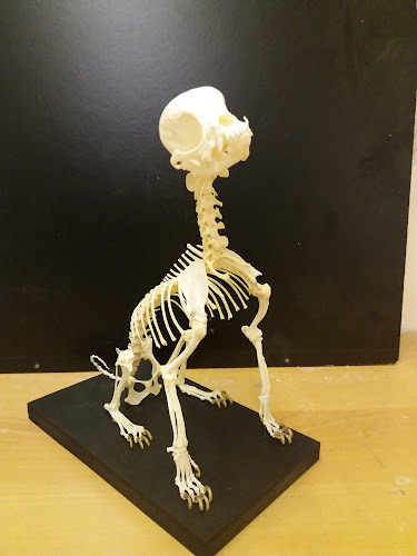 Yorkshire Skeleton Museum - Museum