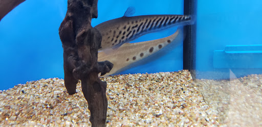 Pet Store «Petsway», reviews and photos, 1717 W Kearney St, Springfield, MO 65803, USA