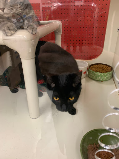 Pet Supply Store «Petco Animal Supplies», reviews and photos, 2723 Stroschein Rd, Monroeville, PA 15146, USA