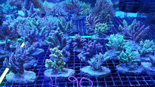 Tropical Fish Store «Aquatic Treasures», reviews and photos, 3211 N Tenaya Way #107, Las Vegas, NV 89129, USA