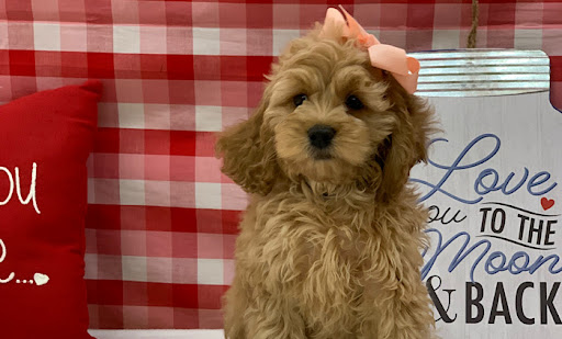 Pet Store «Happiness Is Pets», reviews and photos, 15 W Golf Rd, Arlington Heights, IL 60005, USA