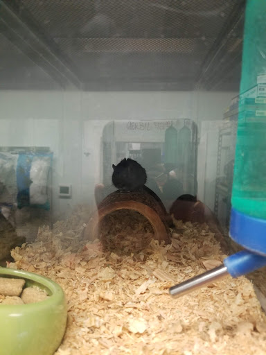 Pet Store «Animal Ark», reviews and photos, 2730 Brookdale Dr, Kingwood, TX 77339, USA