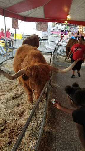 American Football Field «EverBank Field», reviews and photos, 1 Everbank Field Dr, Jacksonville, FL 32202, USA