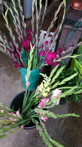 Florist «Post Road English Garden», reviews and photos, 1105 N Post Rd, Indianapolis, IN 46219, USA