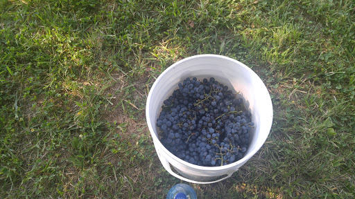 Winery «Dove Valley Vineyard», reviews and photos, 645 Harrington Rd, Rising Sun, MD 21911, USA