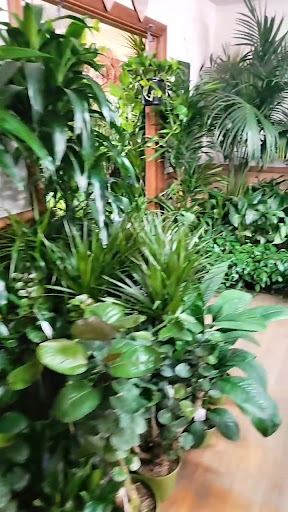 Florist «Plant Safari», reviews and photos, 653 N Central Ave, Upland, CA 91786, USA