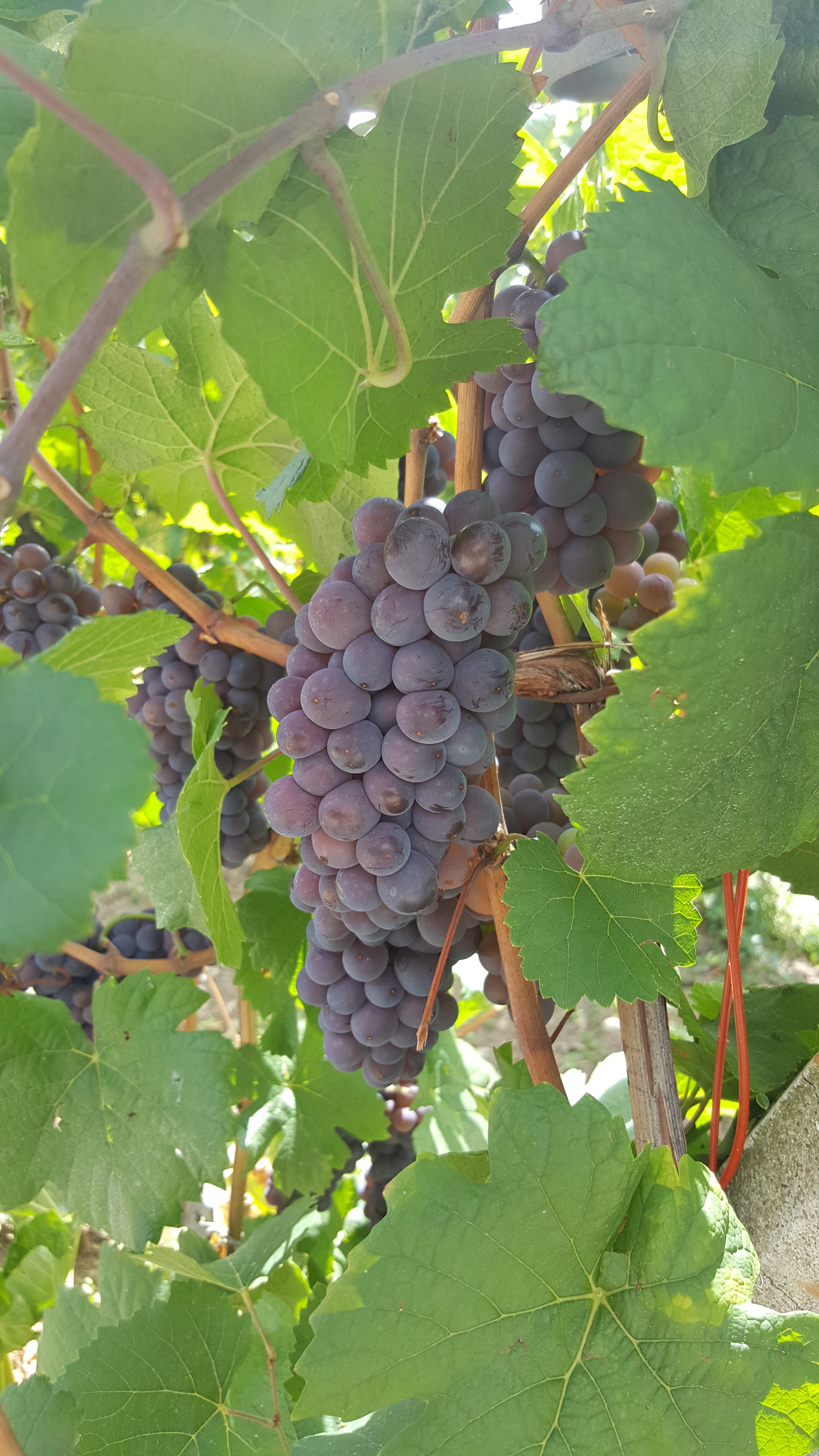 Photo n° 1 de l'avis de sebastien.e fait le 11/08/2018 à 17:42
