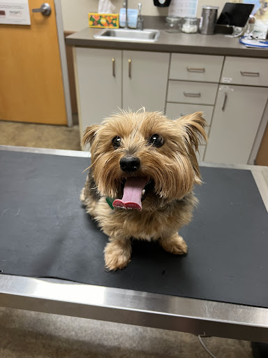 Azalea City Animal Hospital