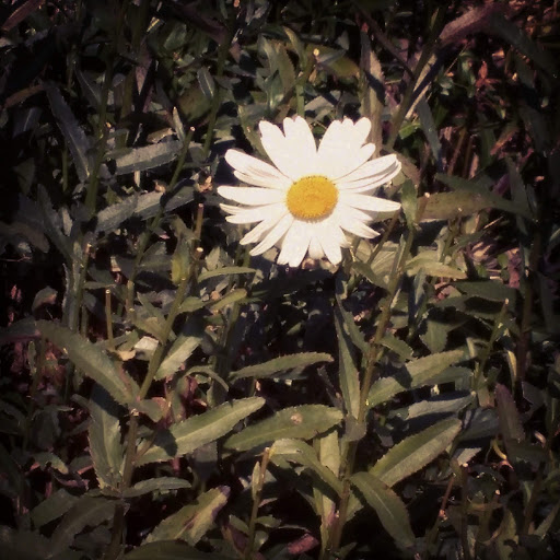 Thrift Store «Value Village», reviews and photos, 8532 15th Ave NW, Seattle, WA 98117, USA