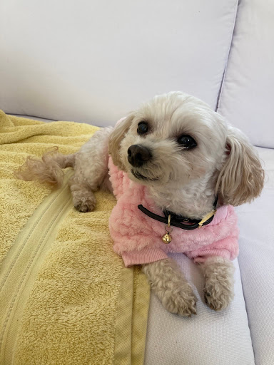 Florist «Accent Flowers», reviews and photos, 312 Wilson Pike Cir, Brentwood, TN 37027, USA