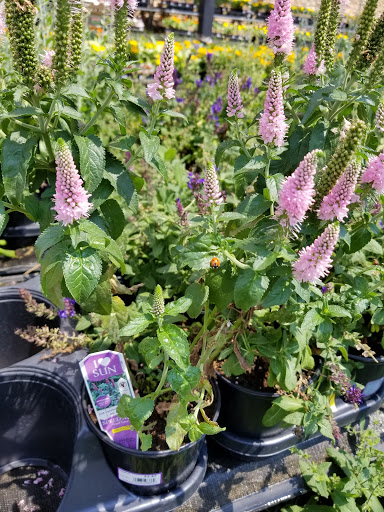 Department Store «Walmart Supercenter», reviews and photos, 7101 E 128th Ave, Thornton, CO 80602, USA