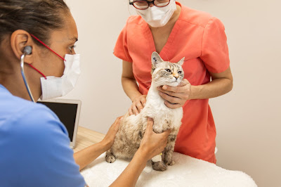 Clinique vétérinaire - Be my vet à Avrillé