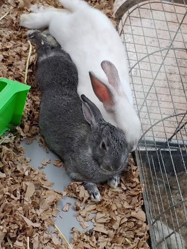 Pet Store «Greenwood Pets & Plants», reviews and photos, 13983 E 9 Mile Rd, Warren, MI 48089, USA