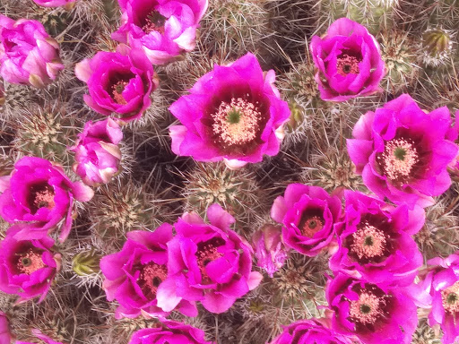 National Park «Tuzigoot National Monument», reviews and photos, 25 Tuzigoot Rd, Clarkdale, AZ 86324, USA