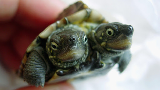 Pet Supply Store «Petland Discounts - Williamsbridge», reviews and photos, 3967 White Plains Rd, Bronx, NY 10466, USA