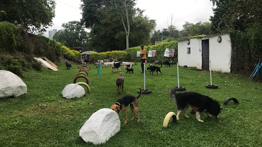 Adiestradores de gatos en Bucaramanga