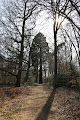 Séquoiadendron gigantéum Fontainebleau