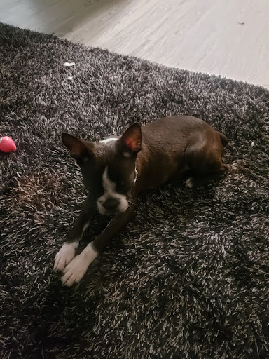 Pet Supply Store «Petco Animal Supplies», reviews and photos, 8800 Tampa Ave, Northridge, CA 91324, USA