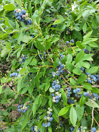 Orchard «George Hill Orchards», reviews and photos, 582 George Hill Rd, South Lancaster, MA 01561, USA