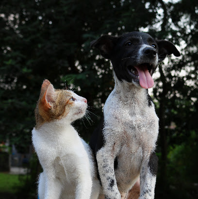 Country Grove Veterinary Clinic Ltd