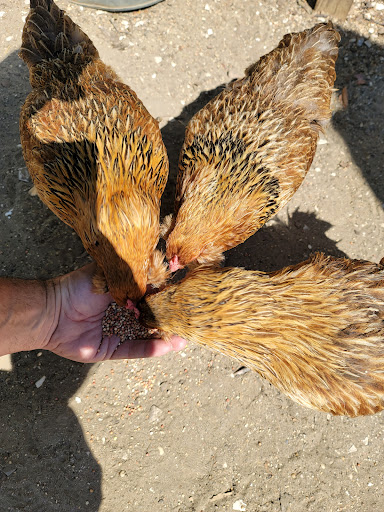 Farm «Beach Plum Farm», reviews and photos, 140 Stevens St, Cape May, NJ 08204, USA