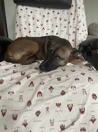 Scratch N’ Sniff Pet Care - Photo 8 - Car repair in Portland, OR, Portland