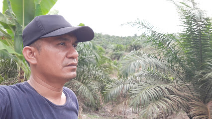 Kebun Sawit Anton Sihombing