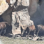 Photo n° 17 de l'avis de Majo.i fait le 21/07/2022 à 07:24 pour Planète Sauvage à Port-Saint-Père