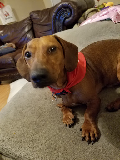 Pet Supply Store «PetSmart», reviews and photos, 7765 Airport Blvd #901, Mobile, AL 36608, USA