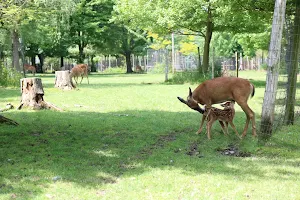 Wisconsin Deer Park image