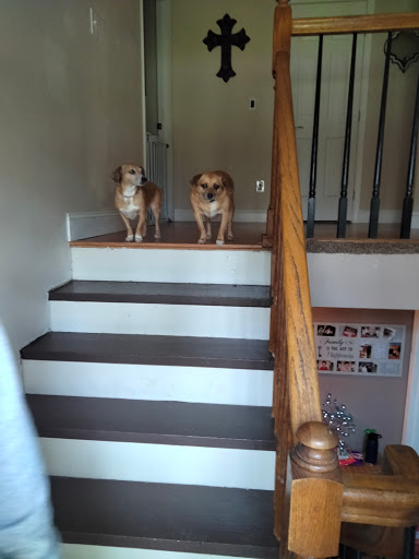 Pet Supply Store «Pet Supplies Plus», reviews and photos, 254 S Illinois Ave, Oak Ridge, TN 37830, USA