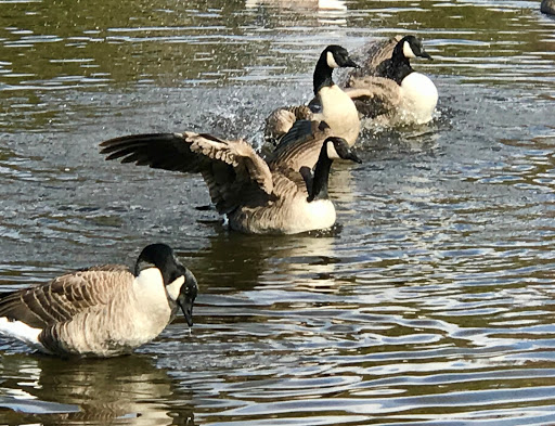 Park «Parks Lake», reviews and photos, Academy St, Rockaway, NJ 07866, USA