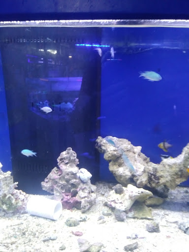 Pet Store «Aquarium & Reef Center», reviews and photos, 231 Del Prado Blvd, Cape Coral, FL 33990, USA