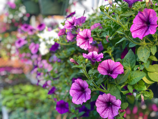 Florist «Chenoweth Floral & Greenhouses», reviews and photos, 563 Old Hwy 8 SW, St Paul, MN 55112, USA