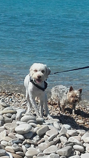 Pensioni per cani e dog hotel a L'Arca Di Noe' Di Belfatto Paola