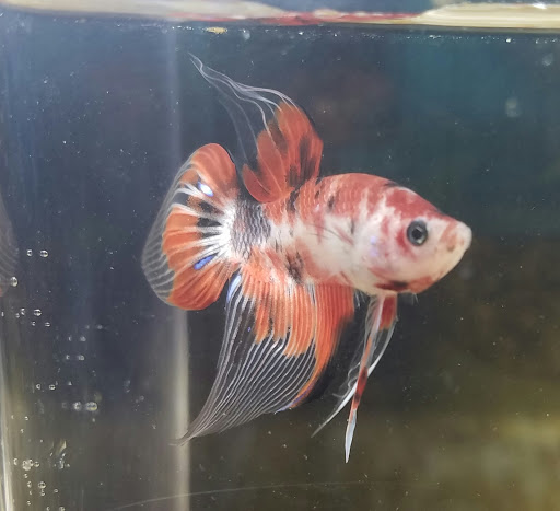 Pet Store «Pet Land», reviews and photos, 1450 Fort Campbell Blvd, Clarksville, TN 37042, USA