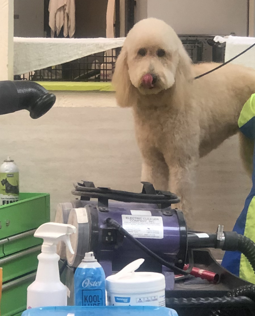 Hounds Hair Grooming