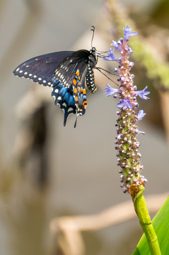 National Park «Kenilworth Park», reviews and photos, 1505 Ancostia Ave NE, Washington, DC 20019, USA