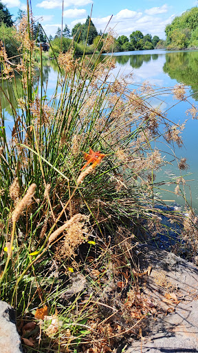 Park «Commonwealth Lake Park», reviews and photos, SW Butner Rd & SW Huntington Ave, Cedar Hills, OR 97225, USA