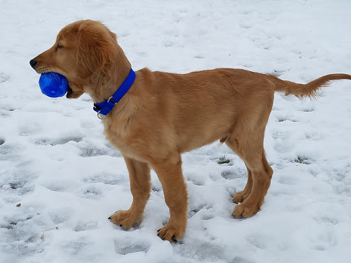 Pet Supply Store «Pet Supplies Plus», reviews and photos, 720 E Ogden Ave, Naperville, IL 60563, USA