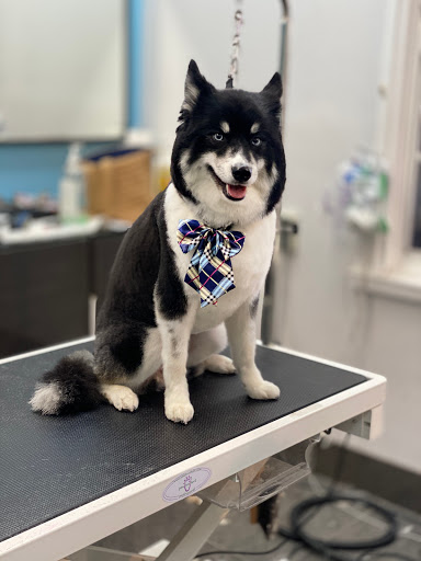 Pet Store «Canine Carousel», reviews and photos, 43135 Broadlands Center Plaza #129, Ashburn, VA 20148, USA