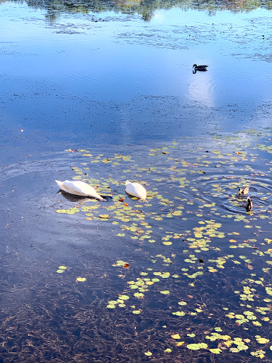 Park «Pond Meadow Park», reviews and photos, 470 Liberty St, Braintree, MA 02184, USA