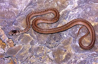 State Standard Pest Control - Photo 3 - Car repair in , Lexington